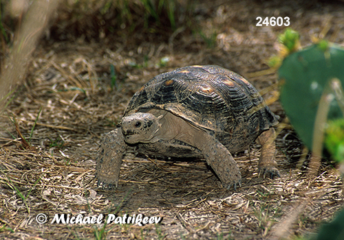 Texas Tortoise (Gopherus berlandieri)